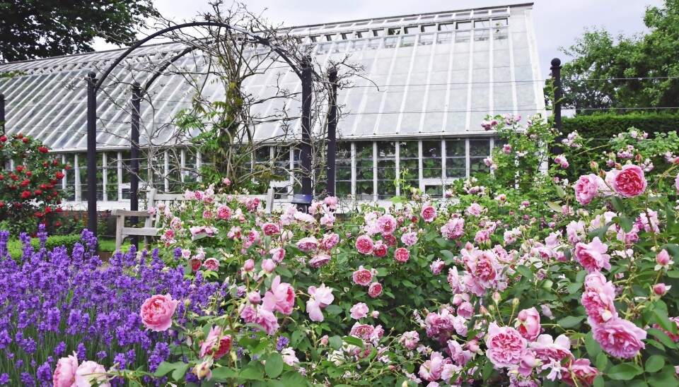 Genom att välja rosor som passar för läget och ge dem rätt skötsel kan du enkelt få en härlig rosenträdgård. Genom att välja rosor som passar för läget och ge dem rätt skötsel kan du enkelt få en härlig rosenträdgård.