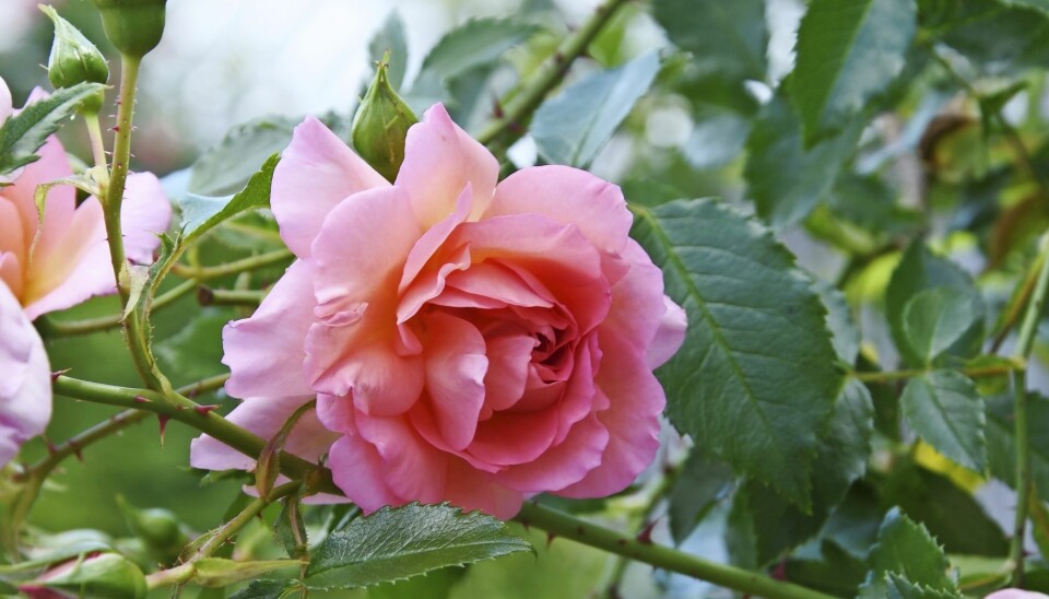 Vackra 'Emelie' är en mutation av klängrosen 'Leverkusen'. Den blommar kontinuerligt från sommar till höst och är en skuggtålig ros. Doften är svag till medelstark. Vackra 'Emelie' är en mutation av klängrosen 'Leverkusen'. Den blommar kontinuerligt från sommar till höst och är en skuggtålig ros. Doften är svag till medelstark.