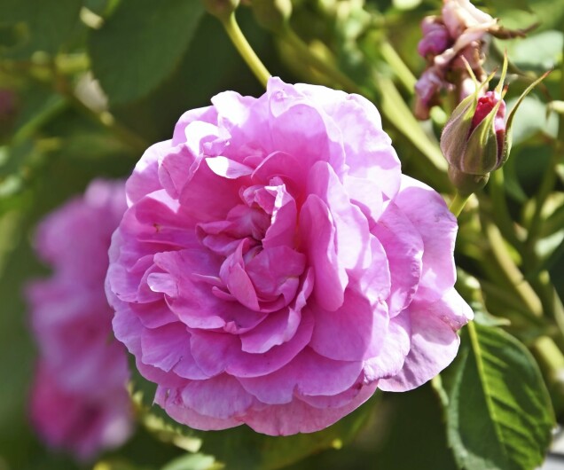 'England's Rose' är en modern buskros som kan blomma från juni och tills frosten kommer. Den har en fin, varm och kryddig doft i stil med gammaldags rosor. 'England's Rose' är en modern buskros som kan blomma från juni och tills frosten kommer. Den har en fin, varm och kryddig doft i stil med gammaldags rosor.