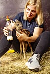 Bambi får mjölk var tredje timme av Helene.