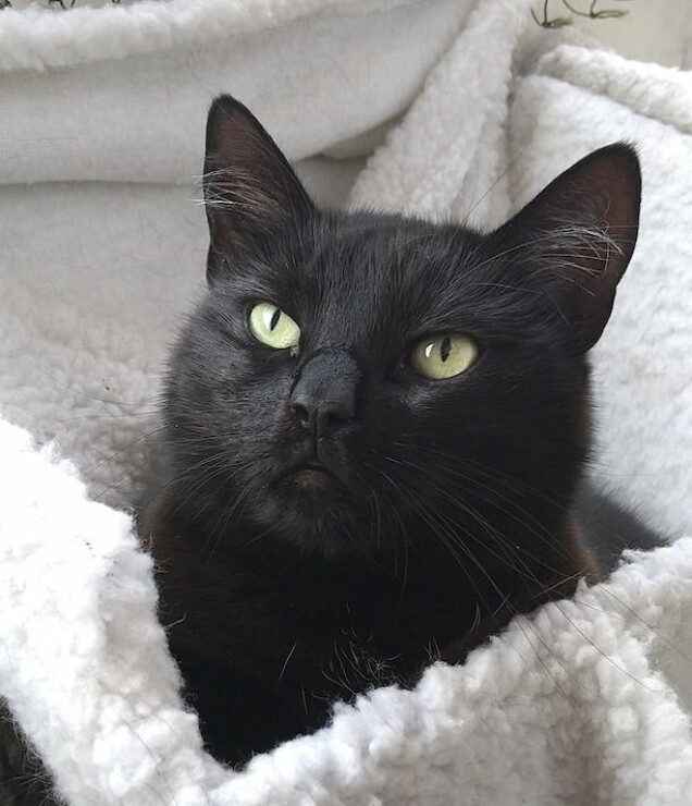 Den helvsvarta katten Diva. Den helvsvarta katten Diva.