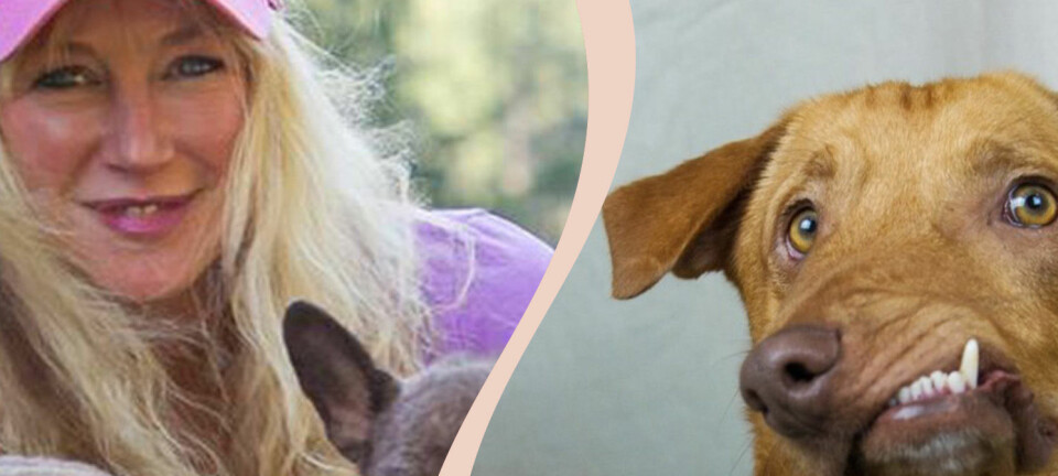 Hunden Picasso övergavs på julafton – blev adopterad