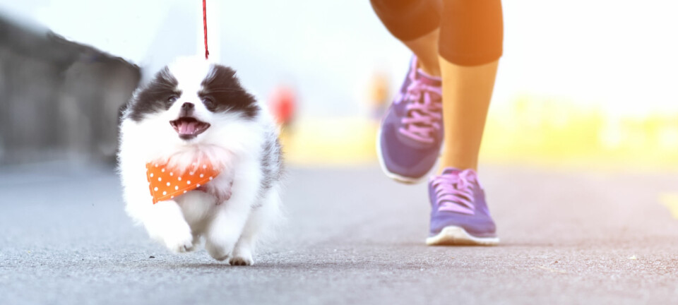 Träna med din hund - expertens bästa tips