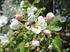 Blommande äppelträd hör till vårens absoluta höjdpunkter.