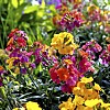 Gyllenlack gynnar bina genom att blomma tidigt.