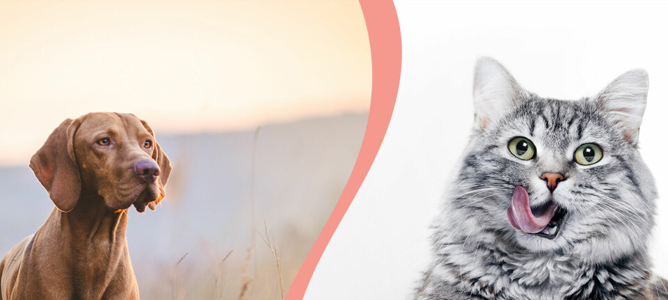 Quiz: Är du en hund eller en katt?