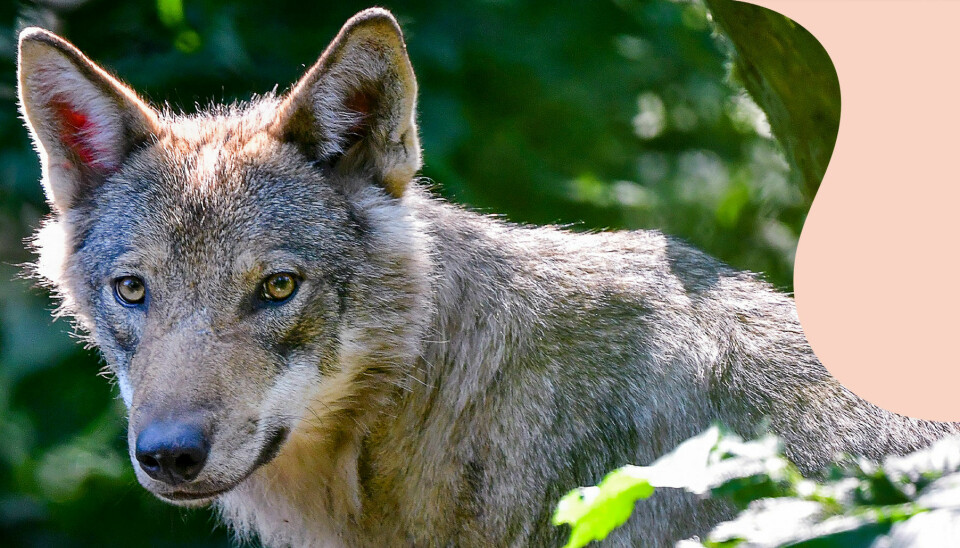 Skansen har avlivat alla sina vargar – här är förklaringen