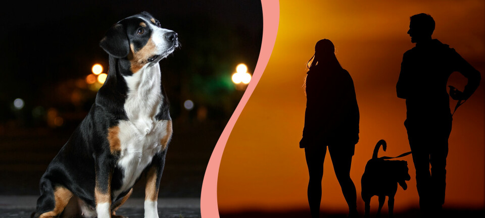 Så skyddar du hunden i höstmörkret