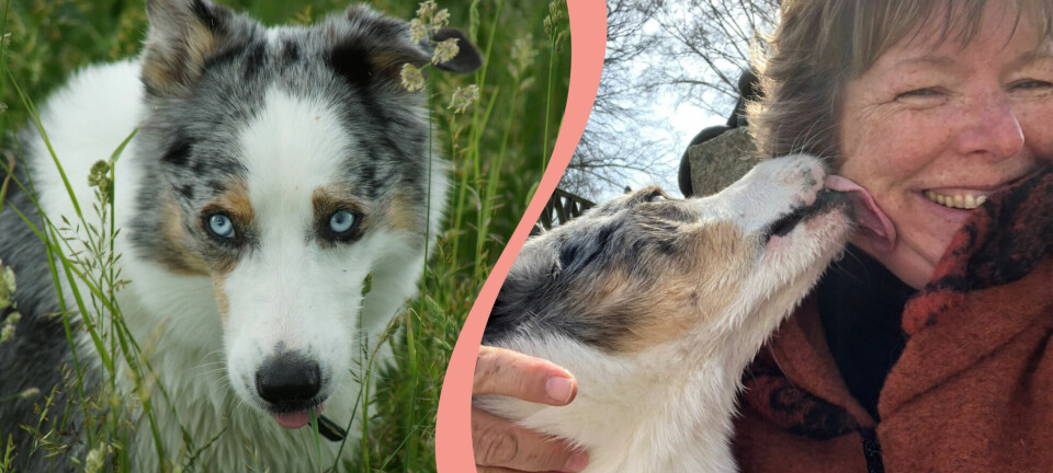 Hunden Milo rymde och gick på slottsbröllop – så var hans dramatiska färd