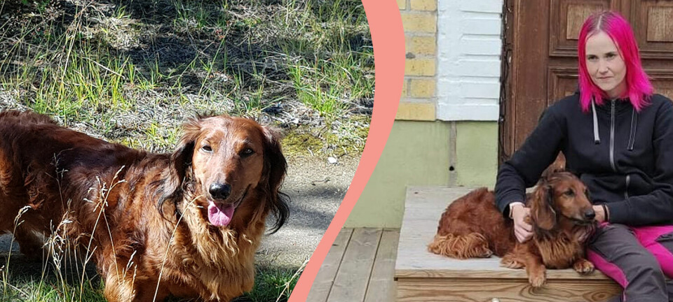 Taxen Ice räddade mattes liv tre gånger – nu kan iskalla hunden bli årets djurhjälte
