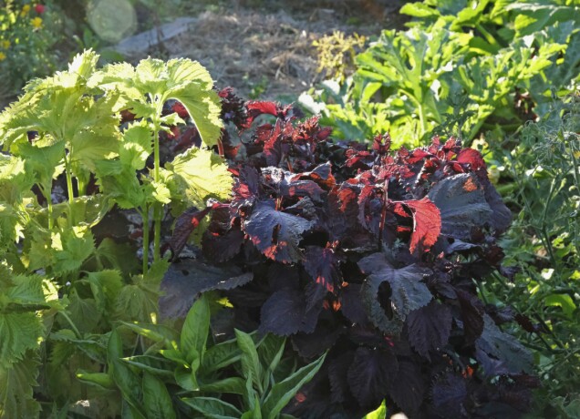 Röd och grön japansk shiso har en stark och aromatisk smak. Röd och grön japansk shiso har en stark och aromatisk smak.