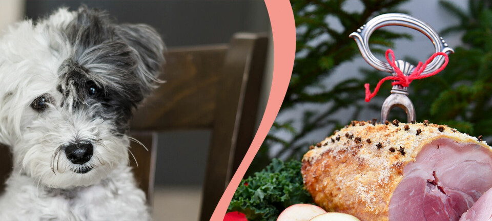 Julbordets godsaker kan förgifta husdjuren – 7 livsmedel veterinären flaggar extra för