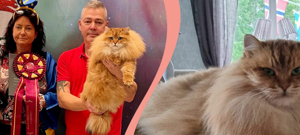 Sivan är världens finaste katt – för andra gången!