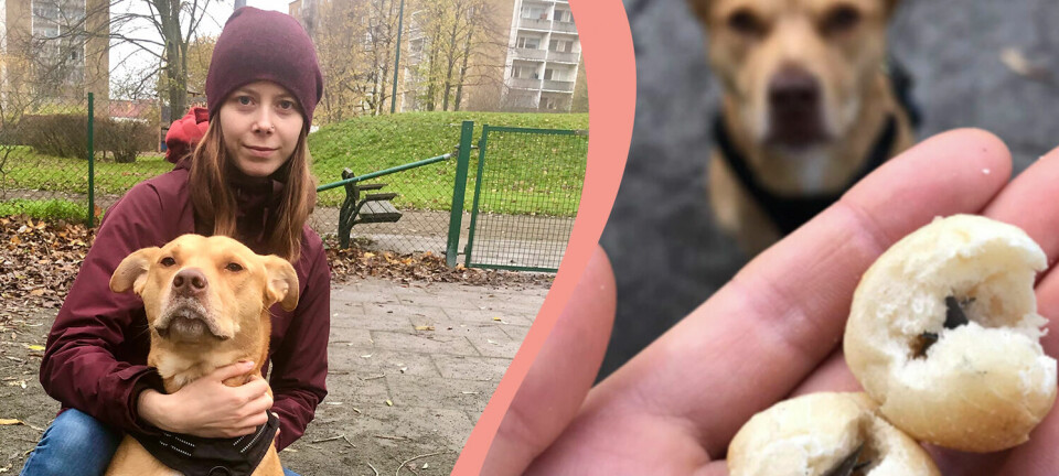 Hunden Nano åt bullar med metall: “Jag fick fullständig panik”