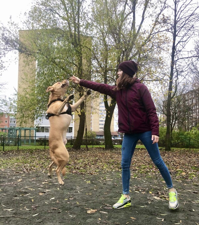 Cornelia adopterade Nano från ett hundhem i Irland. Han hade lämnats in av den förra ägaren som inte längre ville ha honom. Cornelia adopterade Nano från ett hundhem i Irland. Han hade lämnats in av den förra ägaren som inte längre ville ha honom.