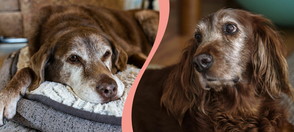 Så gör du med din åldrande hund – detta mår grånosen bra av