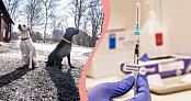 Coronahund och postcovid – här är årets nyord 2021