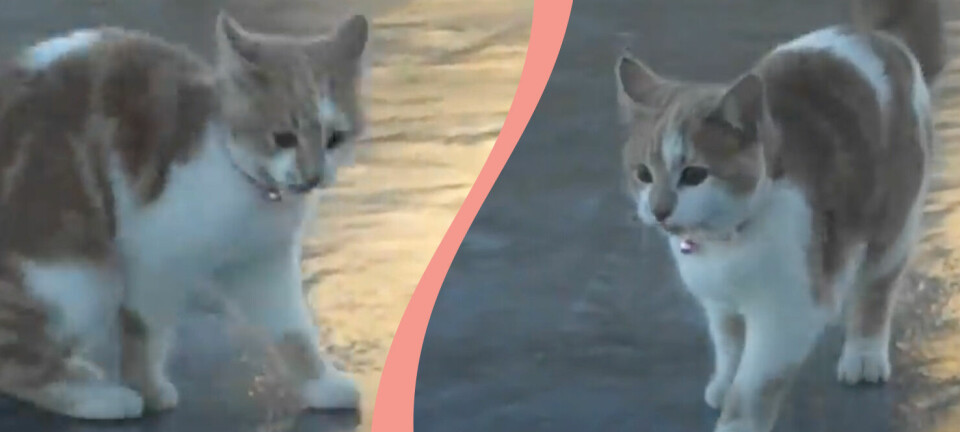 Videon som älskas av miljoner – se kattungen halka på isen här