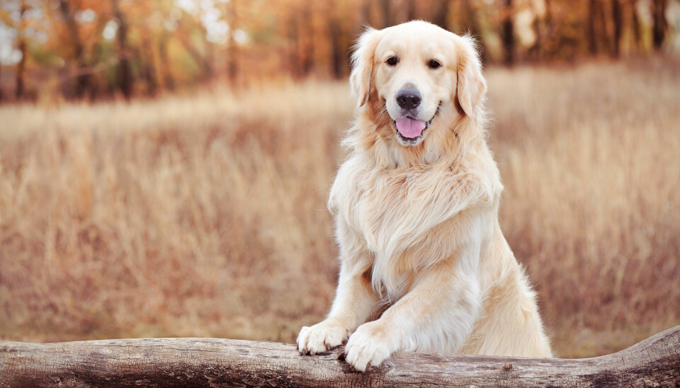 Golden retriever står sig fortsatt stark på topplistan över Sveriges vanligaste hundraser. Golden retriever står sig fortsatt stark på topplistan över Sveriges vanligaste hundraser.