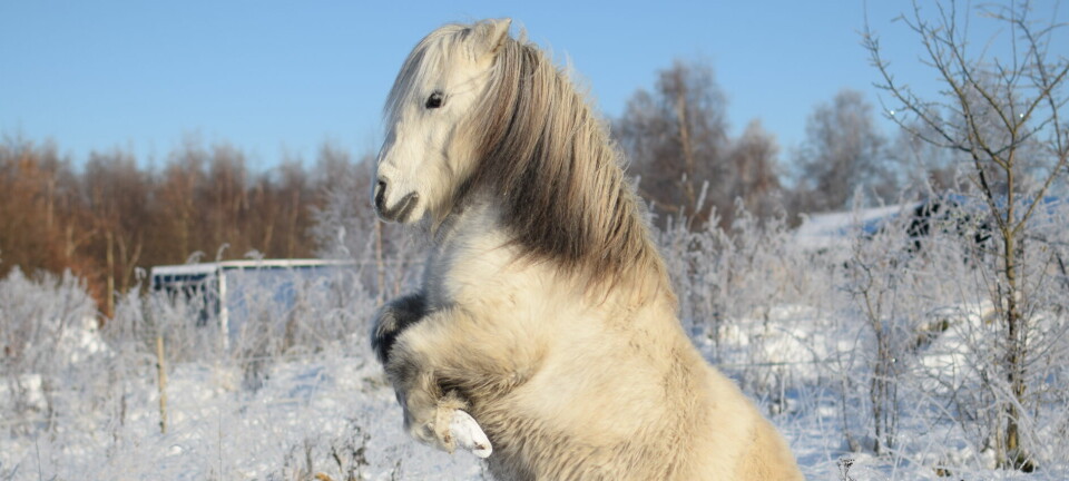 Shetlandsponnyn Alvin gör succé med sina konster på Instagram