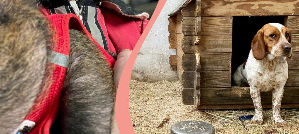 De räddar husdjur från krigets fasor – övergivna hundar och katter får mat och husrum