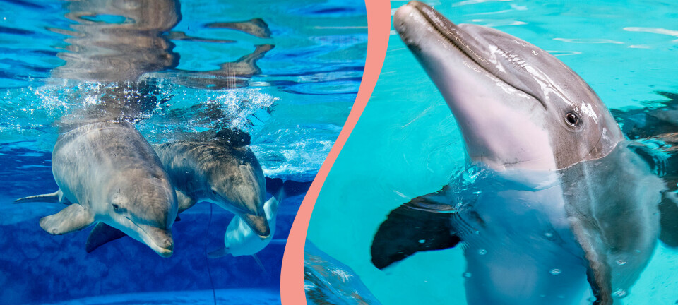 Kolmården stänger delfinariet – tolv behöver ett nytt hem