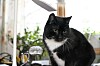 Katten Kajsa trivs i ditt nya hem och gillar att ta sovmorgon.