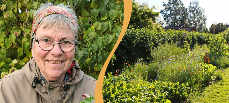 Agneta kämpar för att bevara kulturarvsväxterna
