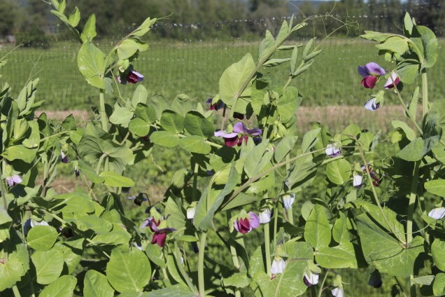Gråärter har färgstarka blommor. Här blommar ’Sollerö’. Gråärter har färgstarka blommor. Här blommar ’Sollerö’.
