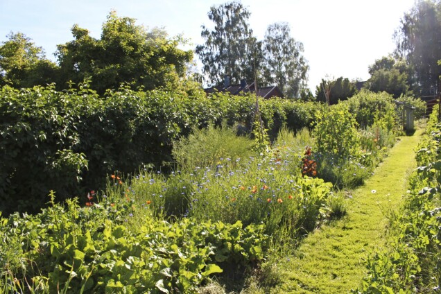 I de långa rabatterna hemma hos Agneta i Leksand växer bland annat rovor, ärtor, blommor, målla och lök. I de långa rabatterna hemma hos Agneta i Leksand växer bland annat rovor, ärtor, blommor, målla och lök.