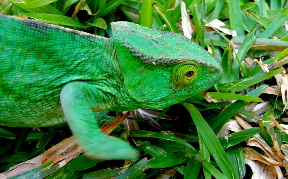 Många öar har helt unika djurarter. Här har vi en Kameleont från Madagaskar. Många öar har helt unika djurarter. Här har vi en Kameleont från Madagaskar.