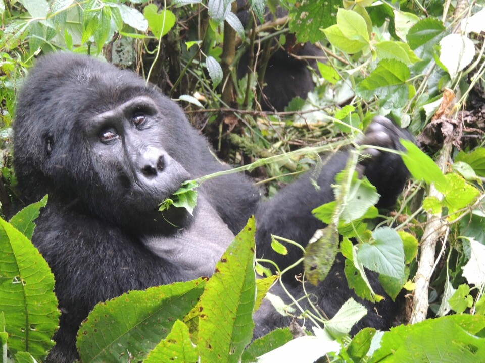 Att se bergsgorillorna i Uganda var en fantastisk upplevelse. Att se bergsgorillorna i Uganda var en fantastisk upplevelse.