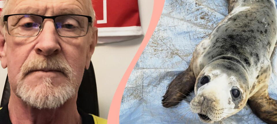 Kents sällsamma insats – räddade sälunge på en åker: 'Behövde göra något'