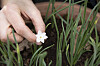 Narcissus rupicola subsp. watieri.