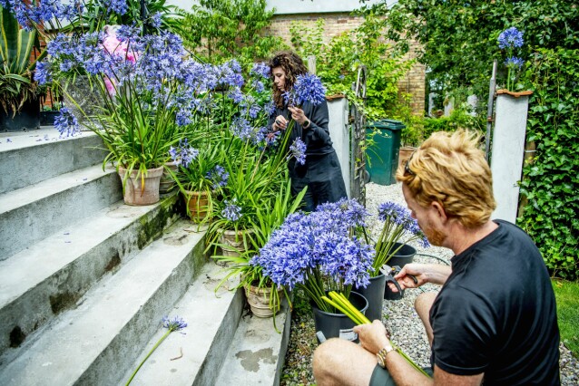 Vad göra när agapantusplantorna inte blommar tillräckligt? Jo pimpa med massor av snittblommor! Vännerna Anna-Karin och Henrik Andershed har hjälpt Karl Fredrik förr. Vad göra när agapantusplantorna inte blommar tillräckligt? Jo pimpa med massor av snittblommor! Vännerna Anna-Karin och Henrik Andershed har hjälpt Karl Fredrik förr.