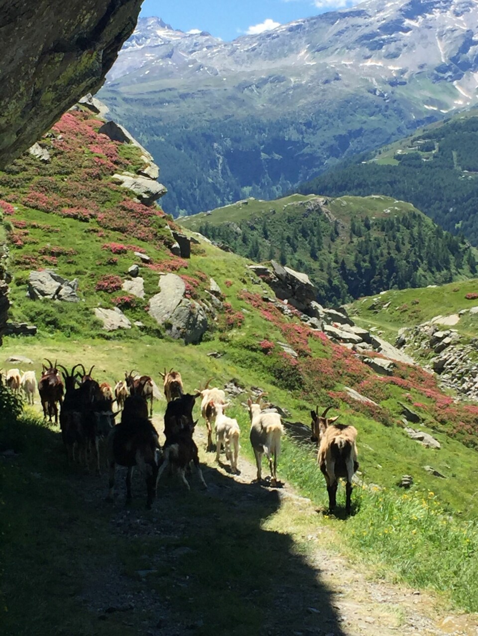 Ett gäng bergsgetter på hög höjd. Ett gäng bergsgetter på hög höjd.