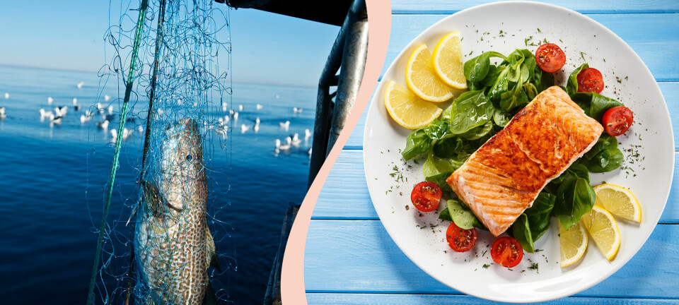 Detta är fiskarna du ska undvika – 5 nyheter i årets guide