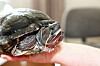 Turtle är en social sköldpadda.