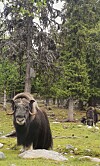 Familjen frodas i Myskoxcentrum i Härjedalen.