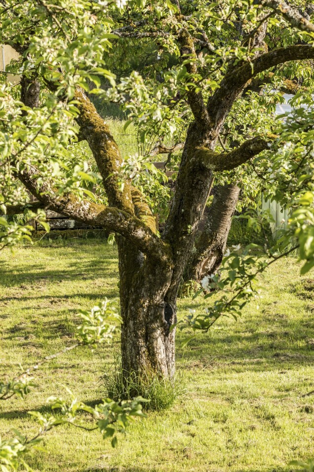 Gamla, trötta fruktträd kan bli pigga på nytt om man tillsätter sporer som utvecklar mykorrhiza. Fruktträd lever i symbios med svampar som bildar endomykorrhiza, medan de flesta andra träd samverkar med svampar som bildar ektomykorrhiza. Gamla, trötta fruktträd kan bli pigga på nytt om man tillsätter sporer som utvecklar mykorrhiza. Fruktträd lever i symbios med svampar som bildar endomykorrhiza, medan de flesta andra träd samverkar med svampar som bildar ektomykorrhiza.