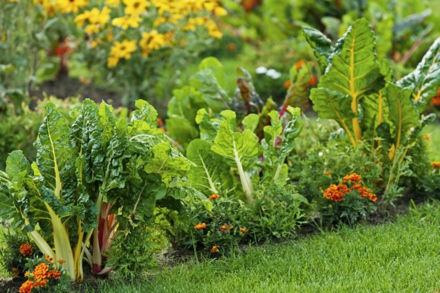 Samodling gynnar mykorrhiza genom en mångfald av rötter. Odla gärna lågväxande gröngödsling mellan raderna eller plantorna i kökslandet. Här tagetes. Samodling gynnar mykorrhiza genom en mångfald av rötter. Odla gärna lågväxande gröngödsling mellan raderna eller plantorna i kökslandet. Här tagetes.