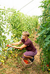 Elin odlar många olika slags tomater i det långa drivhuset. Tomaterna är en fröjd att skörda med en smak av sol och sensommar.