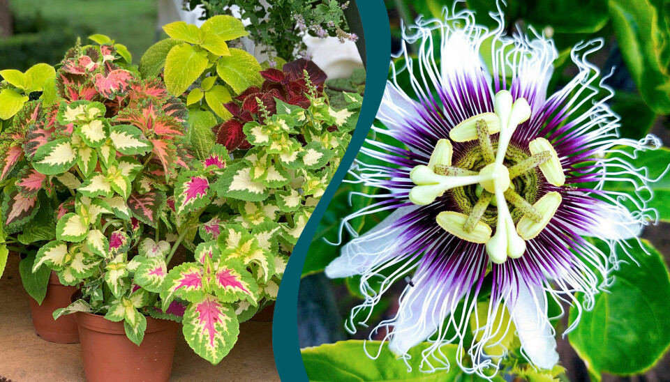 Palettblad och passionsblomma är två färgstarka krukväxter. Palettblad och passionsblomma är två färgstarka krukväxter.