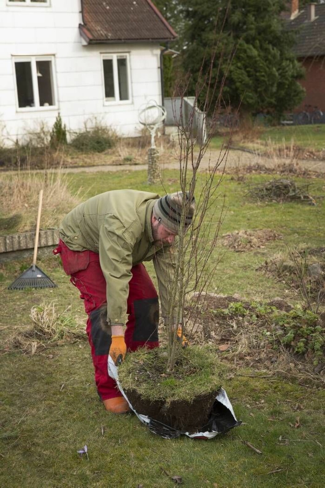 Försök att hålla jordklumpen intakt. Ett tips är att dra den tunga klumpen på en bit plast.