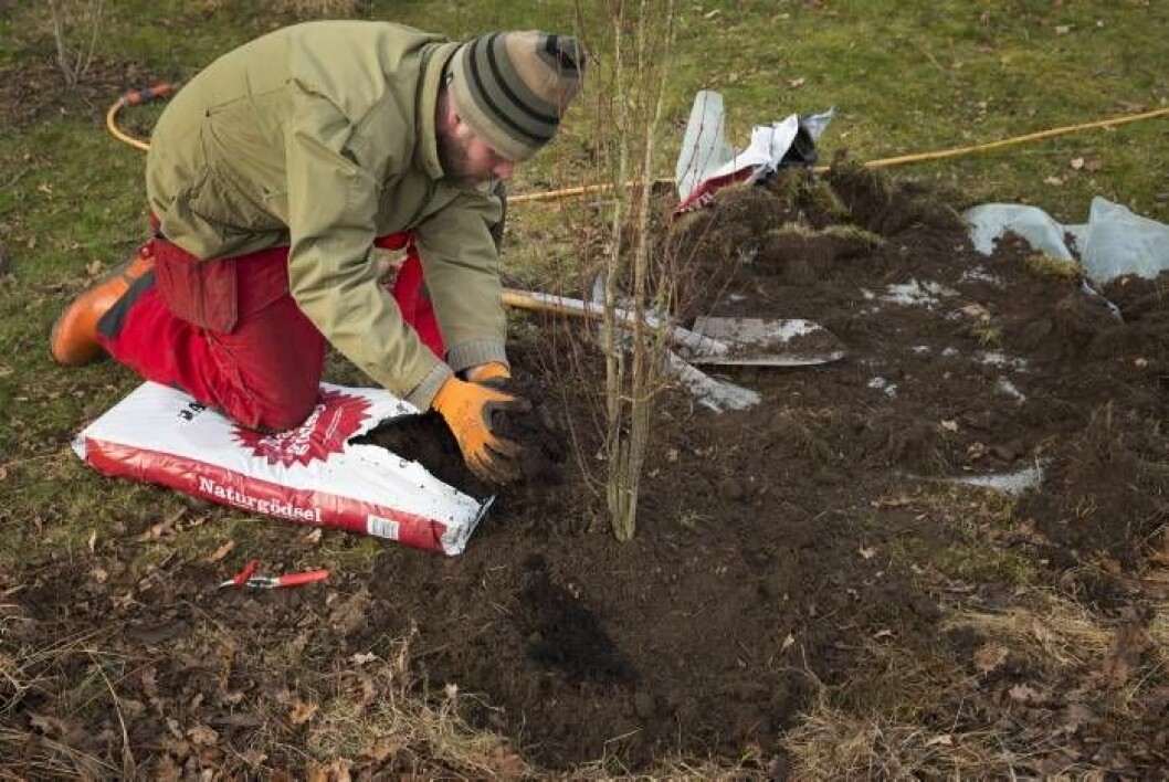 Foto: Anders Kronborg Lägg på ett tunt lager med välbrunnen kogödsel.