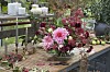 Växter i buketten Dahliorna ’Penhill Watermelon’, ’Arabian Night’ och ’Karma Chocolate, roströda olvonkvistar, chokladskära, kvistar med nypon, äpplen, pionblad, bergenia, hortensia och murgröna (blomställningar och rankor med blad).