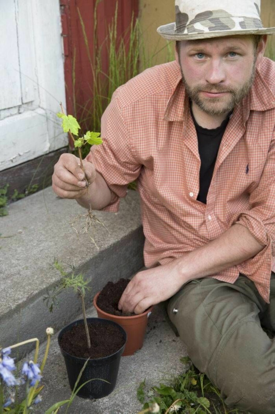 Henrik planterar om sticklingarna på röd fläder och svart vinbär