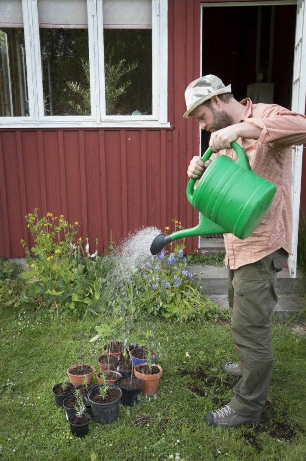 Henrik vattnar omskolade sticklingar