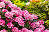 Rododendron är en av våra vanligaste blommande buskar. Först om de blir för stora och glesa är det nödvändigt med beskärning.