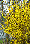 Forsythia kan beskäras hårt. Gallra genom att ta bort grenar ända nere vid marken och korta in grenar efter att den blommat över.